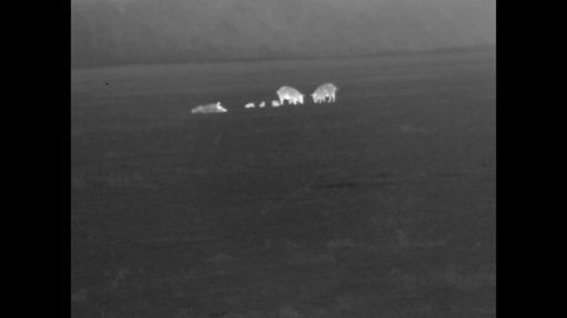 ATN ThOR 4 640 2.5-25x TIWST4643A - ATN Thor4 640 2.5-25x and ATN 4K 5x for hogs removal.